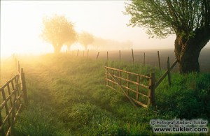 Grind och pilträd i morgondimma. Skåne. Sverige.