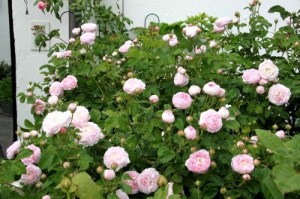 Duchesse de Montebello